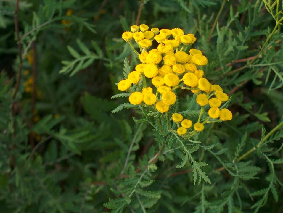Tansy, which is part of an antiparasitic mixture
