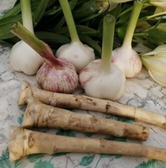 Carrots and garlic against lamblia