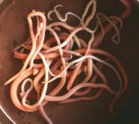 Intestinal