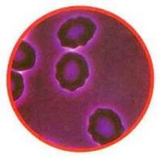 Red blood cell pressure