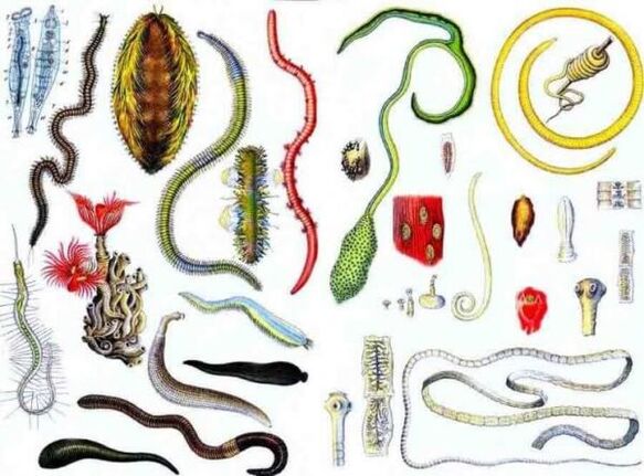 type of human parasite