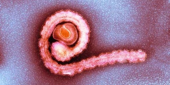 dwarf tapeworms in the human body